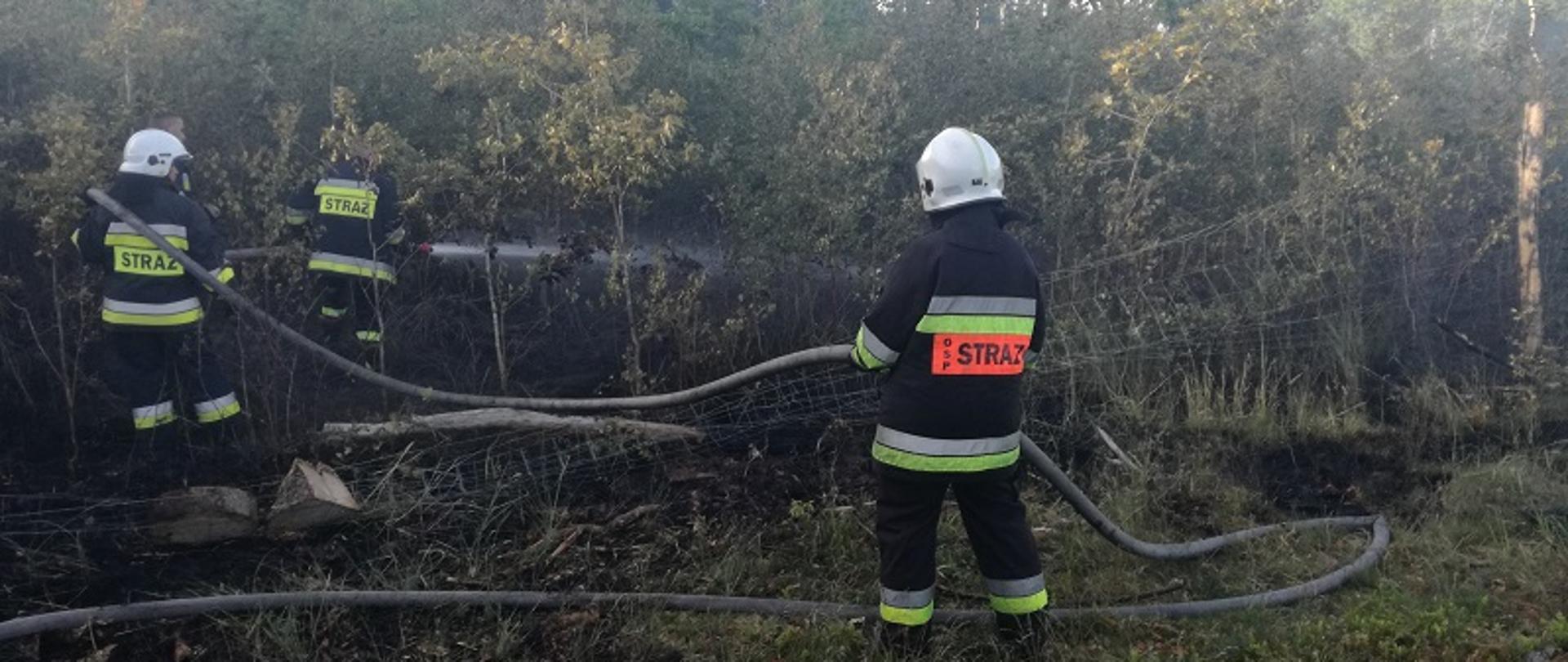 Pożar lasu w miejscowości Gruszewo. Zdjęcie przedstawia działania gaśnicze strażaków polegające na podawaniu wody na palący się młodnik. Strażacy w umundurowaniu specjalnym i hełmach