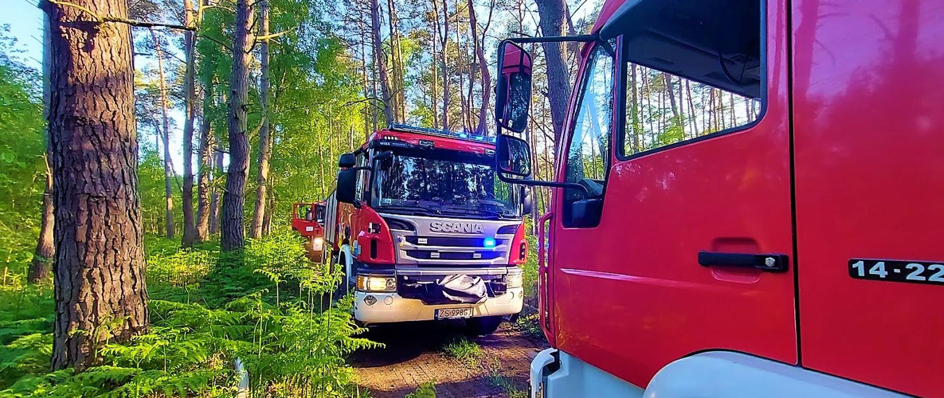 Pożar lasu przy ul. Krzywej w Świnoujściu