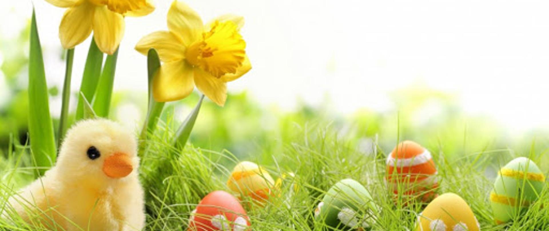 Kartka Wielkanocna jako tło życzeń. Widać kurczaczka, pisanki i żonkile.