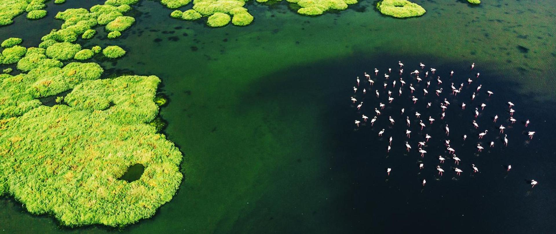 Zbiornik wodny a w nim widać dużo flamingów.