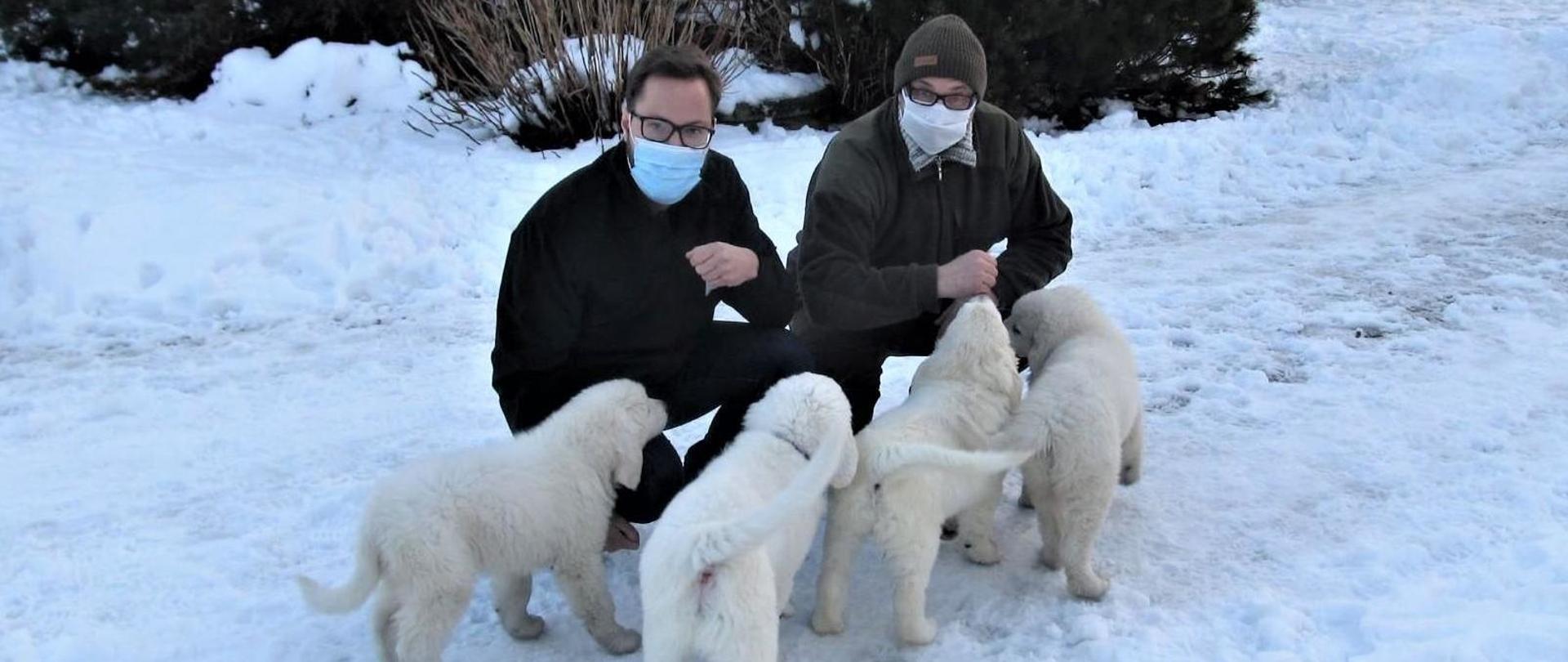 Owczarki podhalańskie będą chronić owce przed wilkami