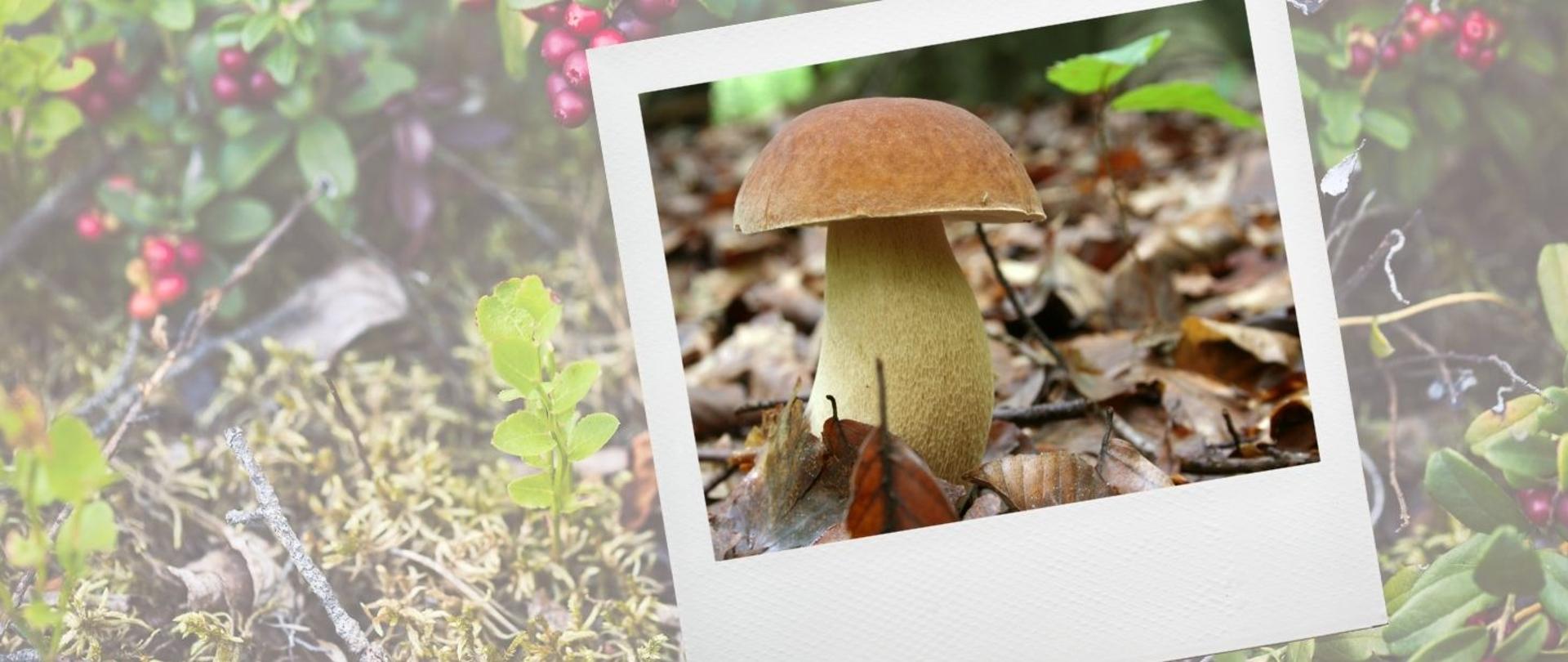 Bezpieczne grzybobranie - kolejna odsłona