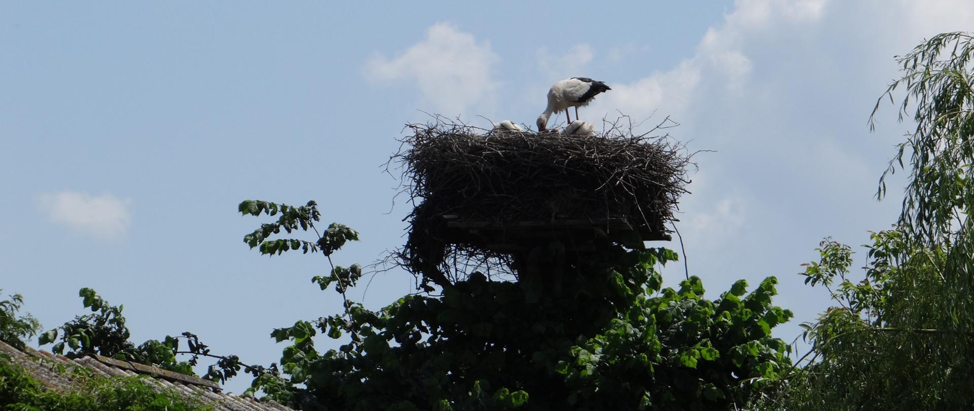 Ochrona bociana białego na Lubelszczyźnie