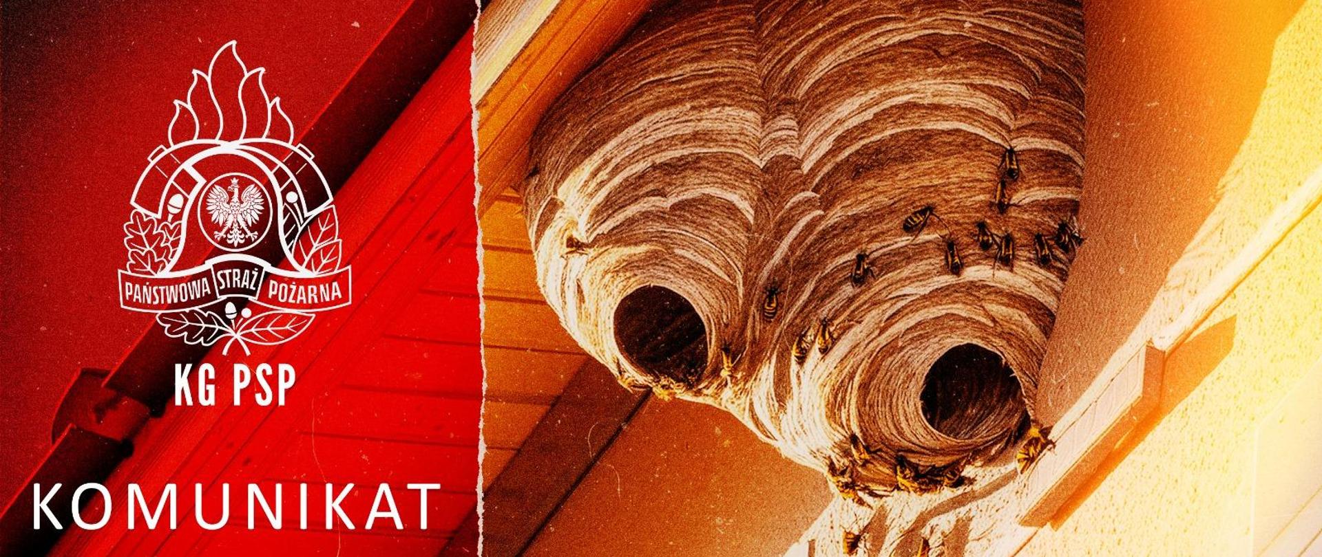 Gniazdo owadów błonkoskrzydłych - grafika informująca