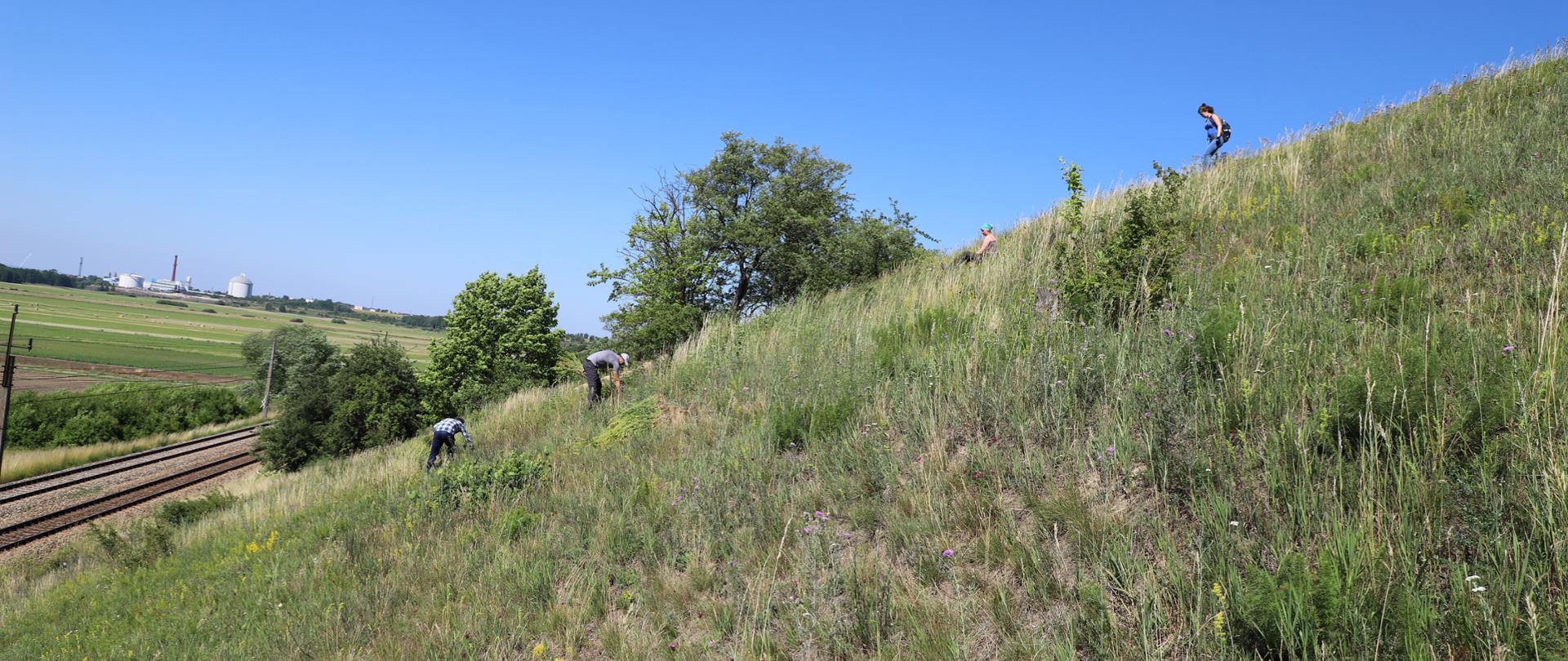 Usuwanie przez 4 pracowników RDOŚ rezedy żółtej w rezerwacie Skarpy Ślesińskie, poniżej skarpy tory, w tle pola i gospodarstwa