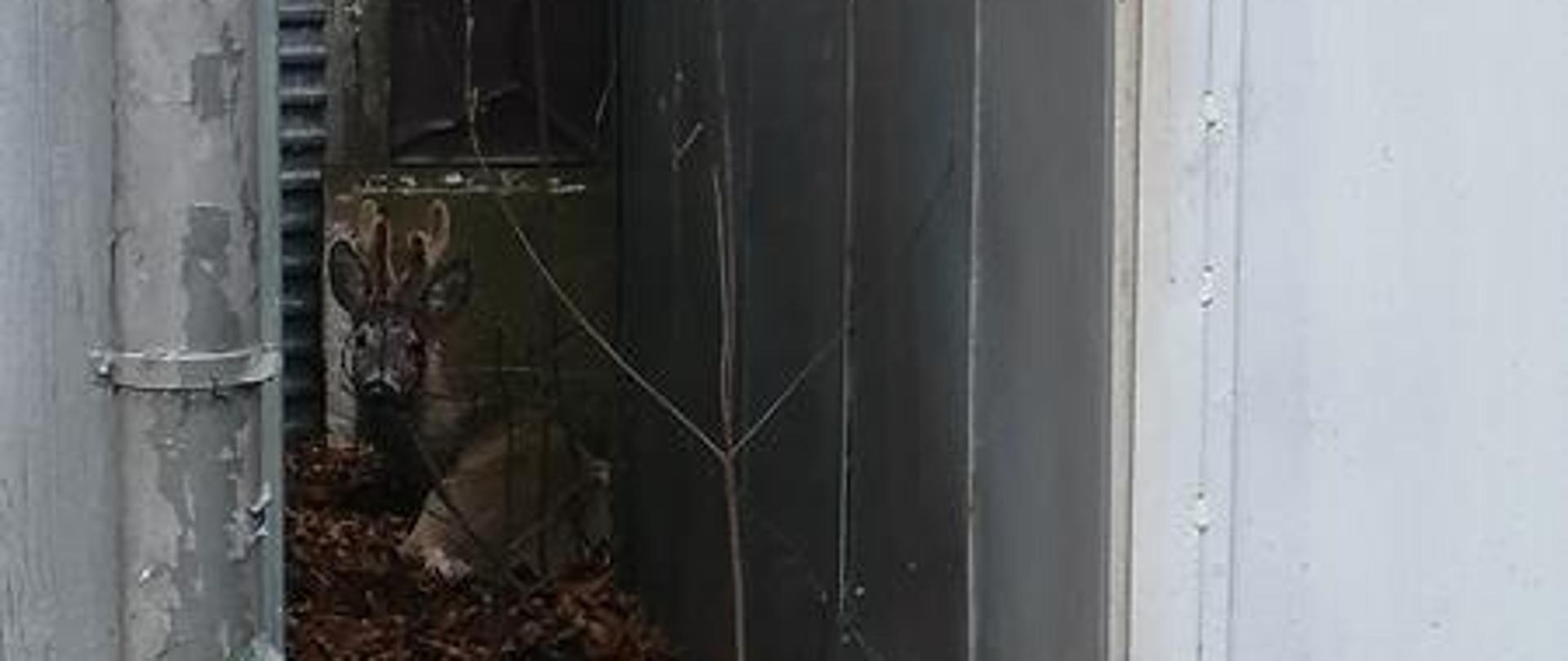 Działania staszowskich strażaków przy uwięzionej sarnie.