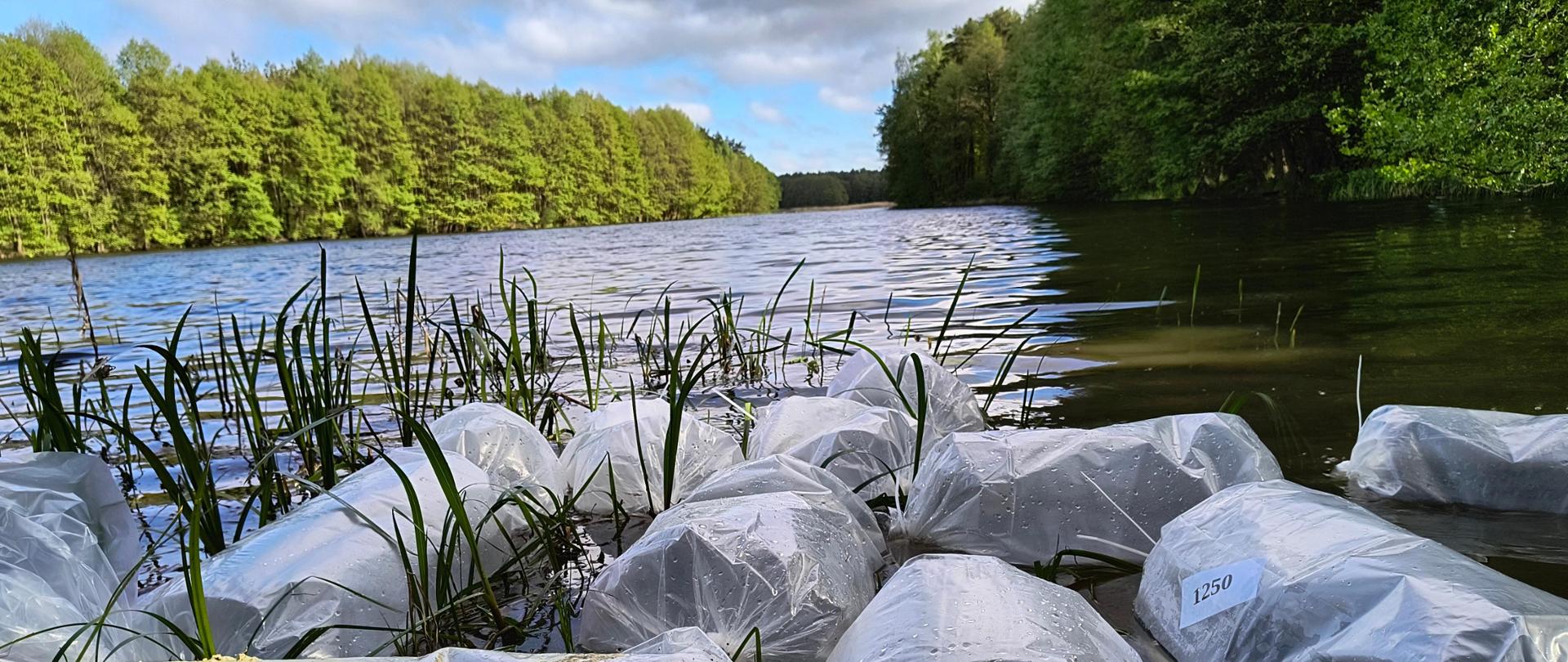 Letnie zarybienia obwodów rybackich 