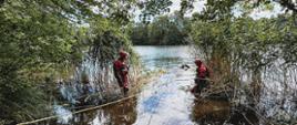 Strażacy w ubraniach do działań na wodzie przeczesują tereny szuwarów. Wokół zbiornika drzewa i krzewy.