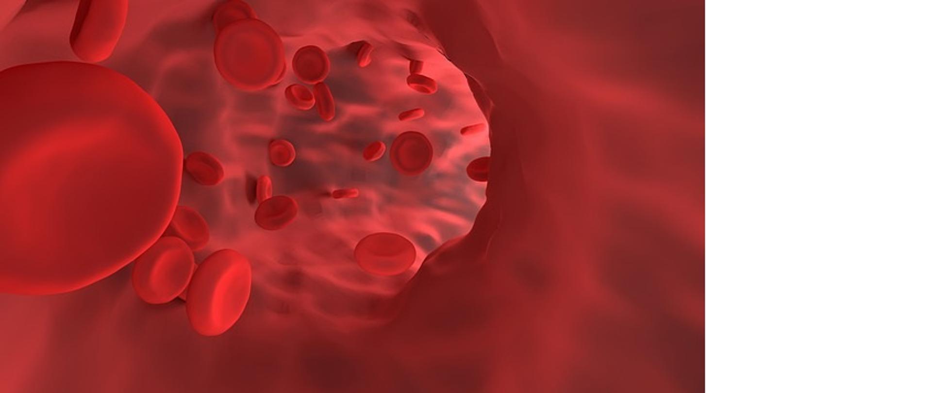 red-blood-cell-g4b358e2bb_640