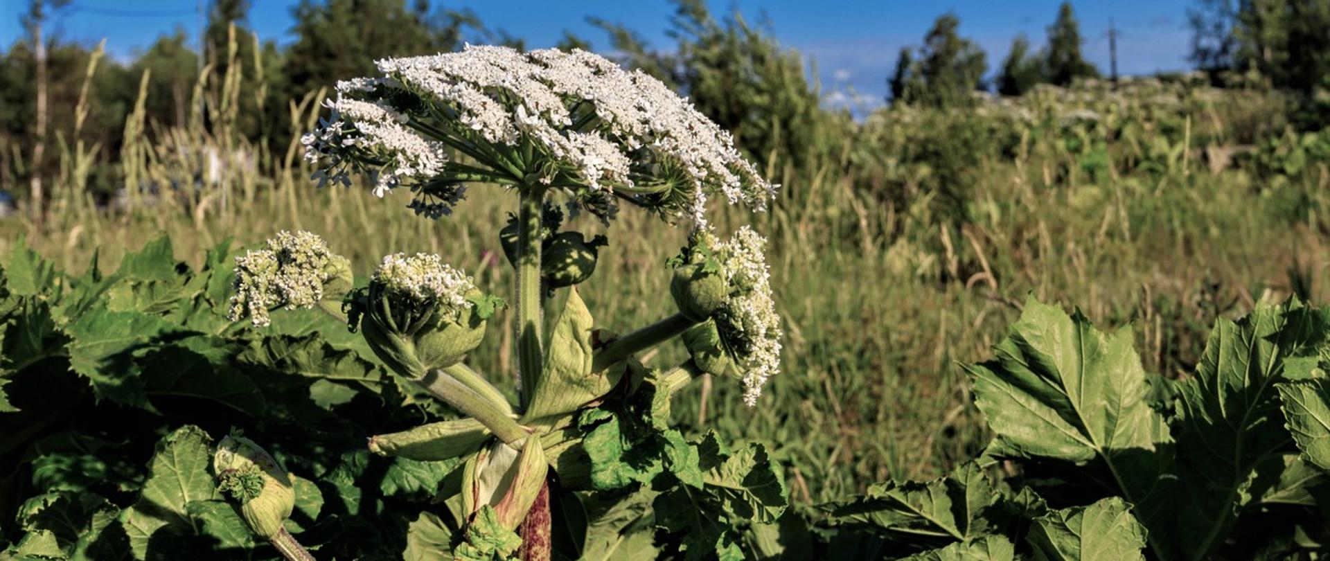 Heracleum sosnowskyi