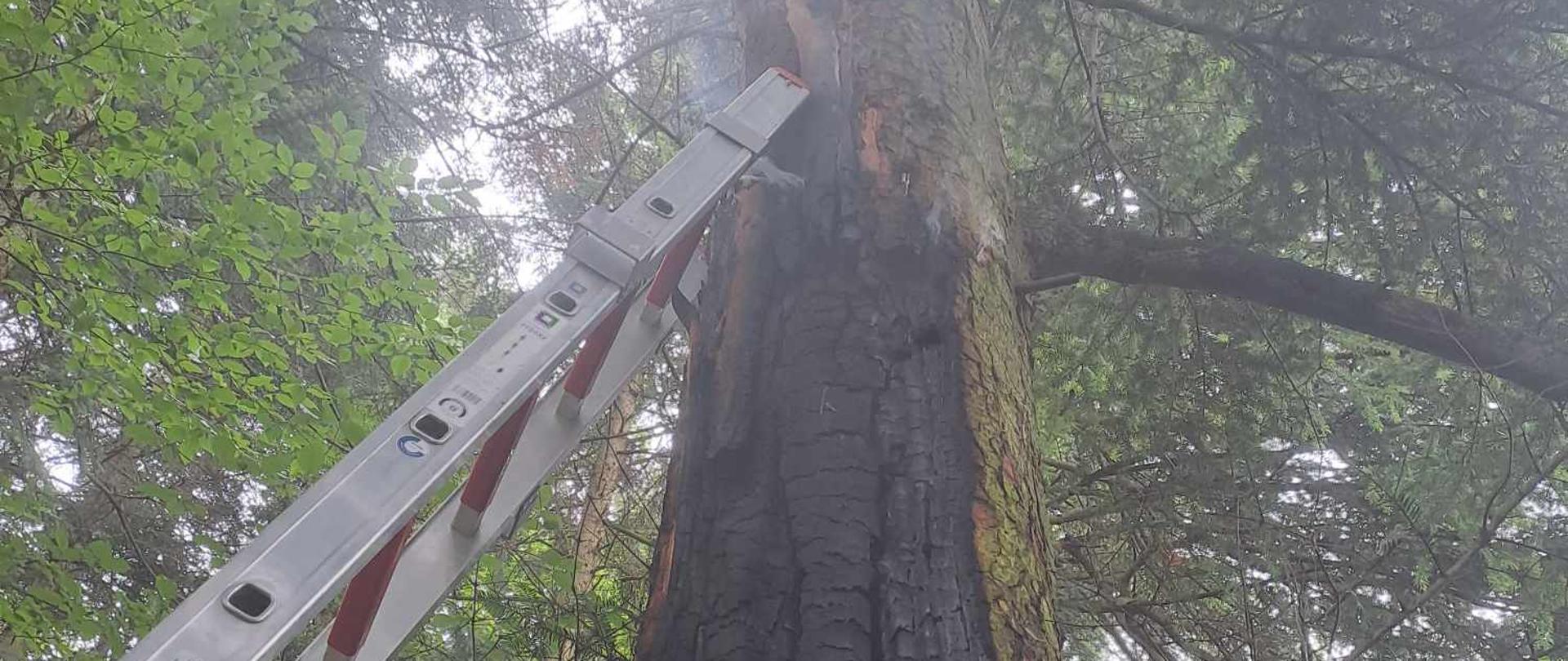 Opalone drzewo a przy nim drabina