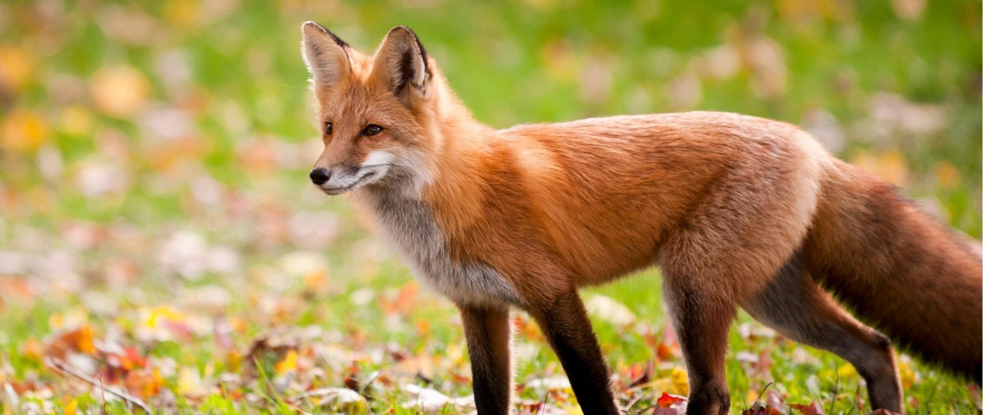 Zdjęcie przedstawia lisa, wyraźnie wpatrującego się w jeden punkt. Stoi on na trawie, wśród liści, co wskazuje na jesienną aurę. 