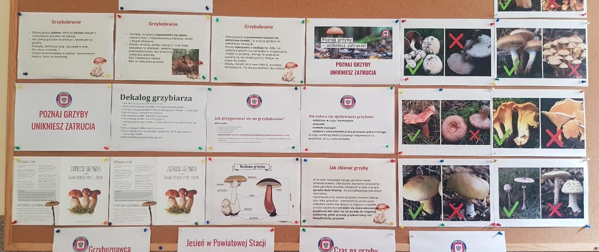 Wystawa przedstawia tablicę informacyjną „Poznaj grzyby unikniesz zatrucia” 