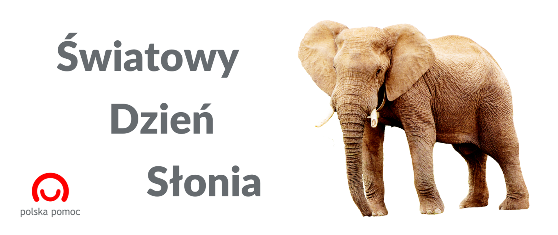 grafika przedstawiająca zdjęcie słonia i napis Światowy Dzień Słonia, widoczne jest również logo Polskiej pomocy