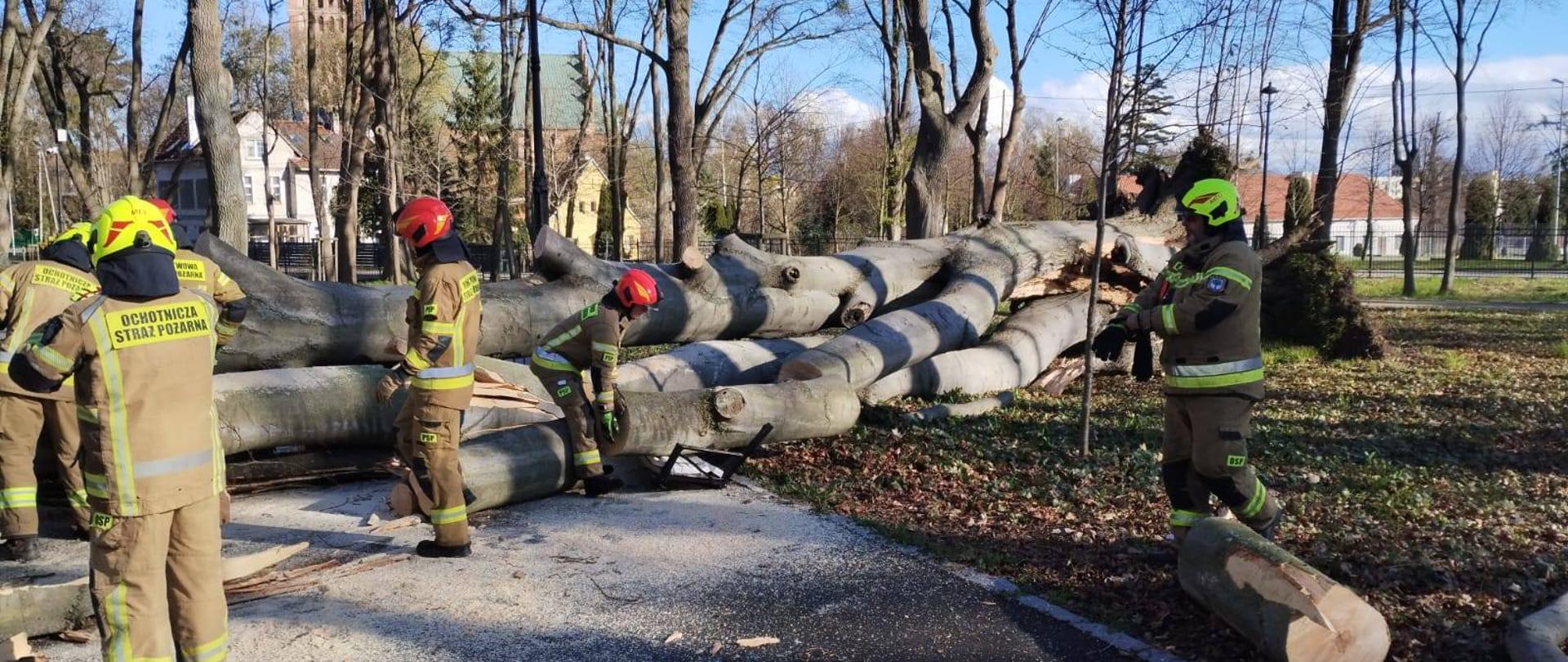 W parku miejskim leży bardzo duże drzewo, częściowo na drodze. Przy drzewie pięciu strażaków.