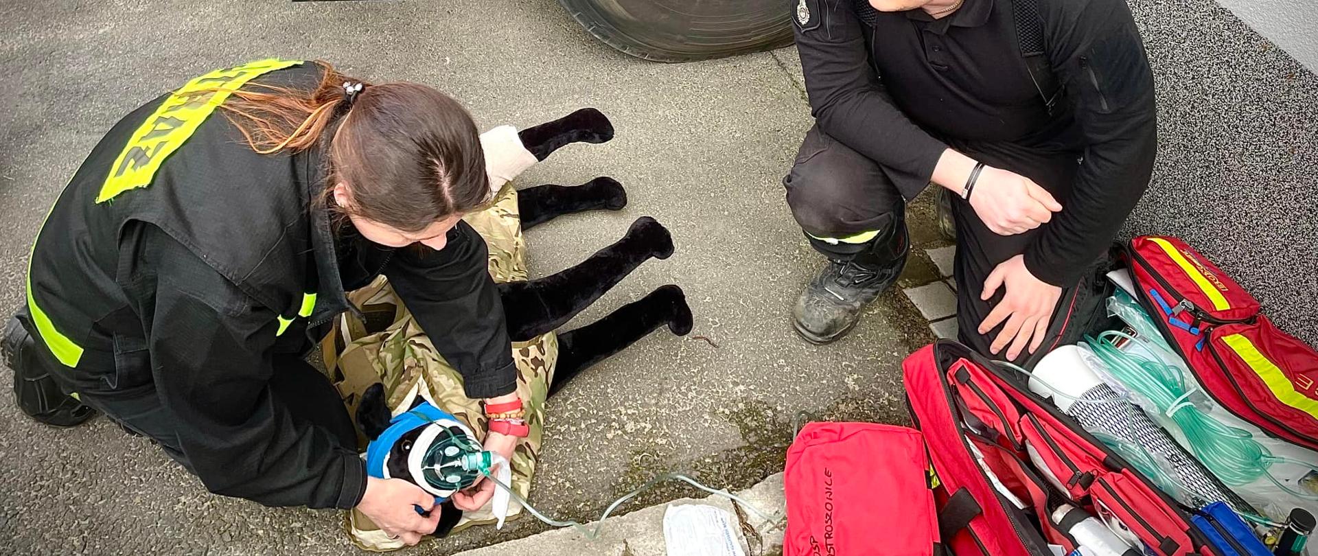 Szkolenie z pierwszej pomocy dla psów