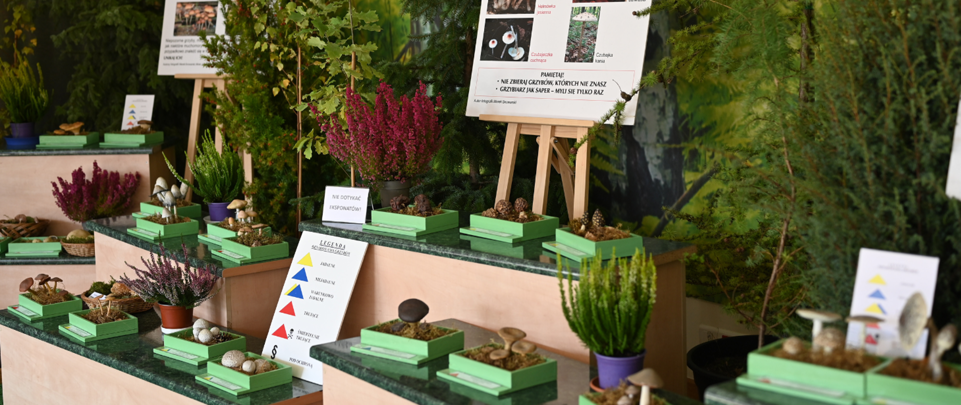 Wystawa grzybów "Poznaj grzyby - Unikniesz Zatrucia"