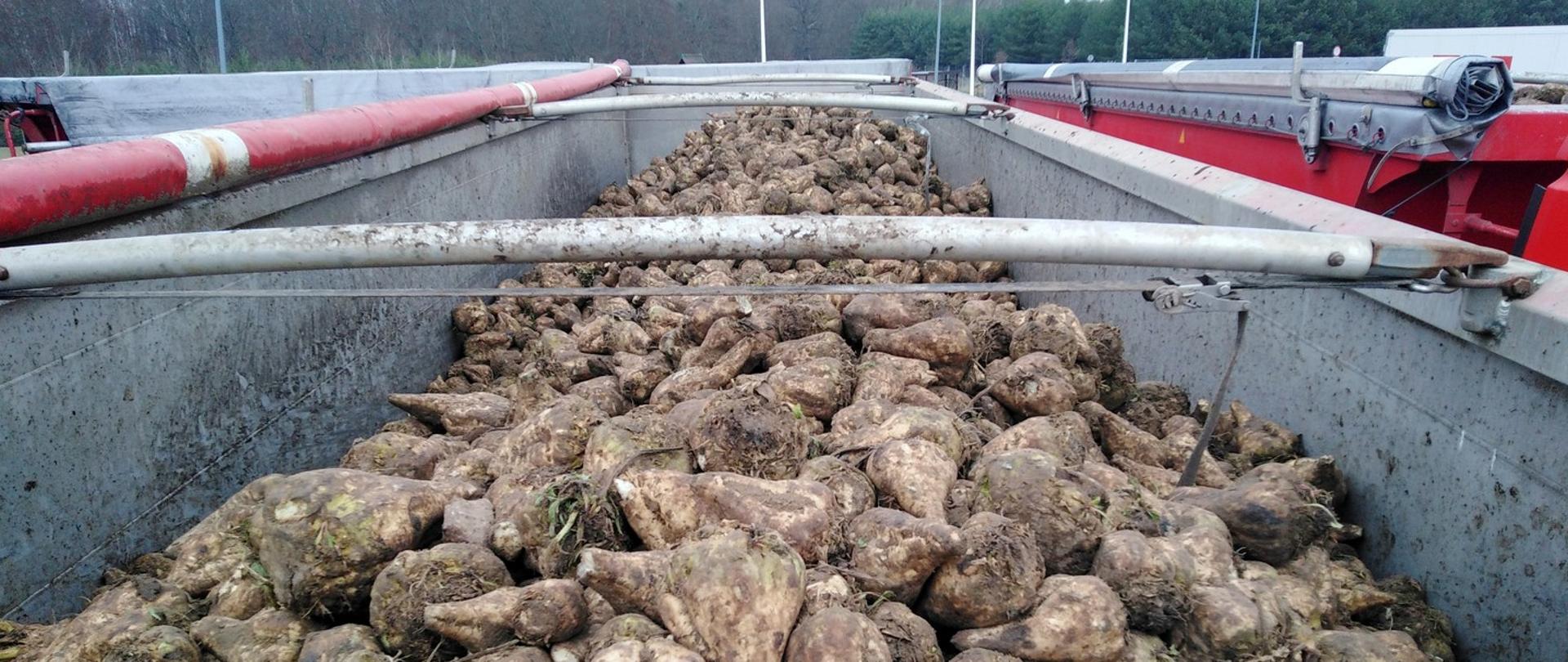 Buraków cukrowych było za dużo