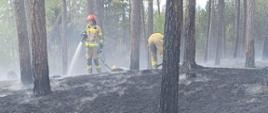 Pożar lasu Mikoszewo