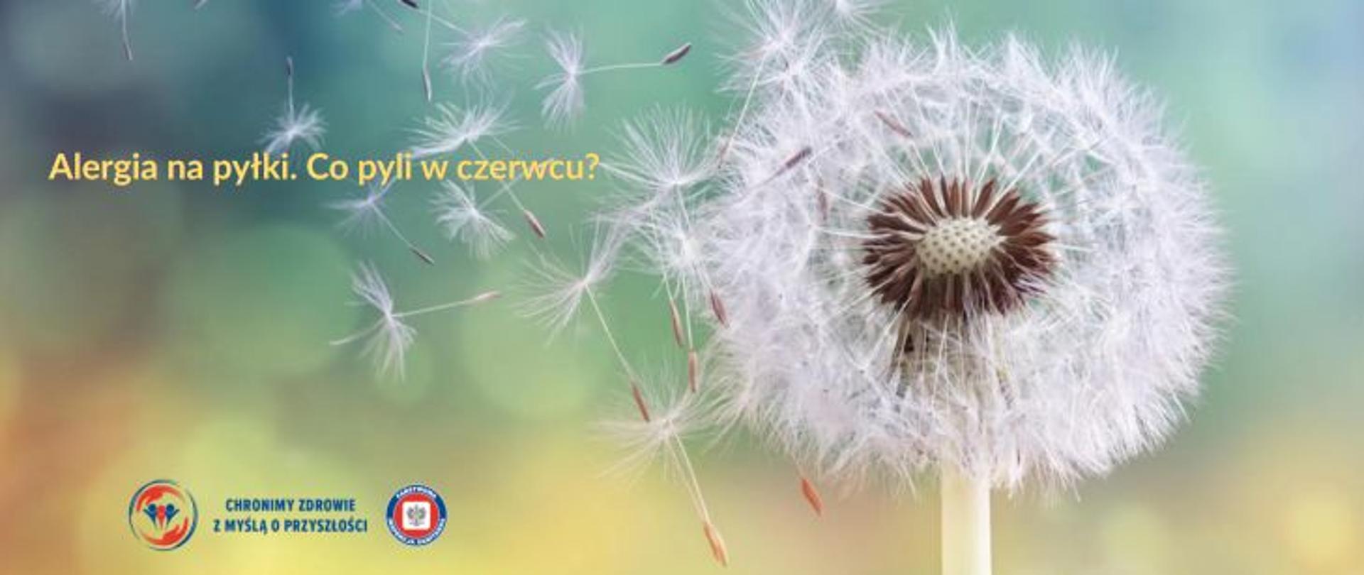 Na zielono żółtym tle po prawej dmuchawiec, wokół jego pyłek. Po lewej stronie żółty napis Alergia na pyłki. Co pyli w czerwcu? W lewym dolnym rogu logo Państwowej Inspekcji Sanitarnej wraz z hasłem: Chronimy zdrowie z myślą o przyszłości. 