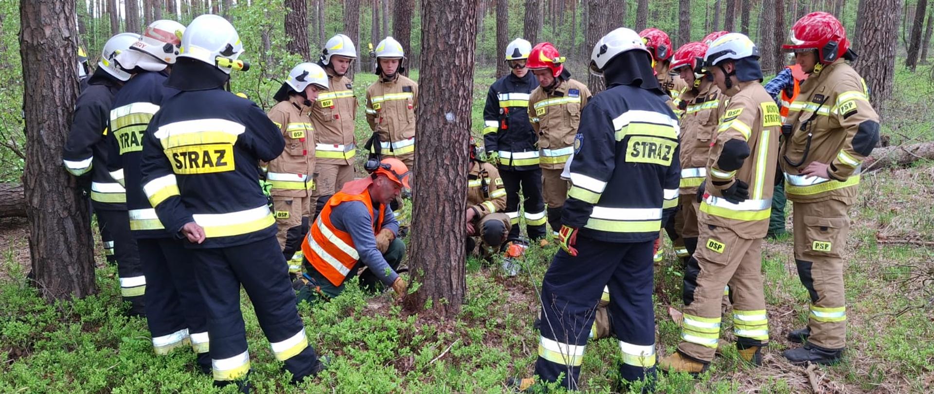 Zdjęcie przedstawia strażaków i instruktora- pilarza przy drzewie, wskazuje techniki cięcia.