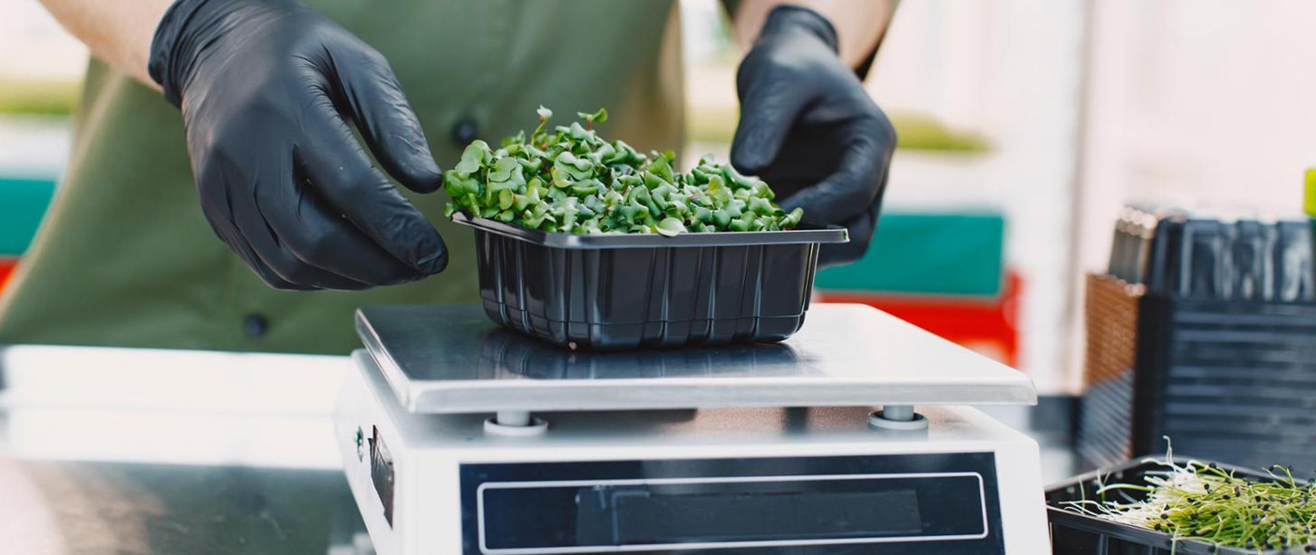 na wadze kuchennej osoba waży liściaste warzywo w plastikowym pojemniku