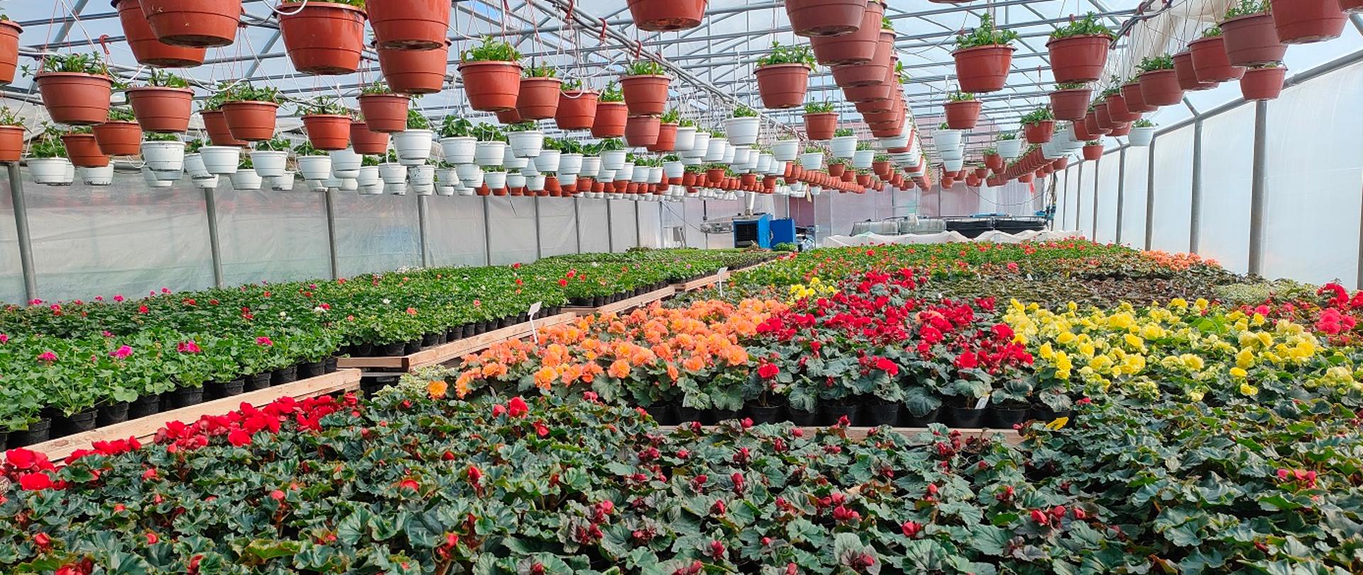 Wnętrze tunelu foliowego wypełnione wiosennymi roślinami