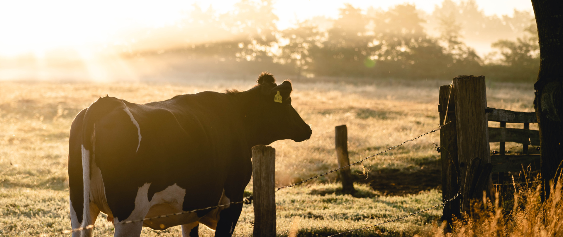 Zdjęcie przedstawia zwierzę i ma charakter poglądowy odnoszący się do choroby niebieskiego języka - BT (Blue Tongue).