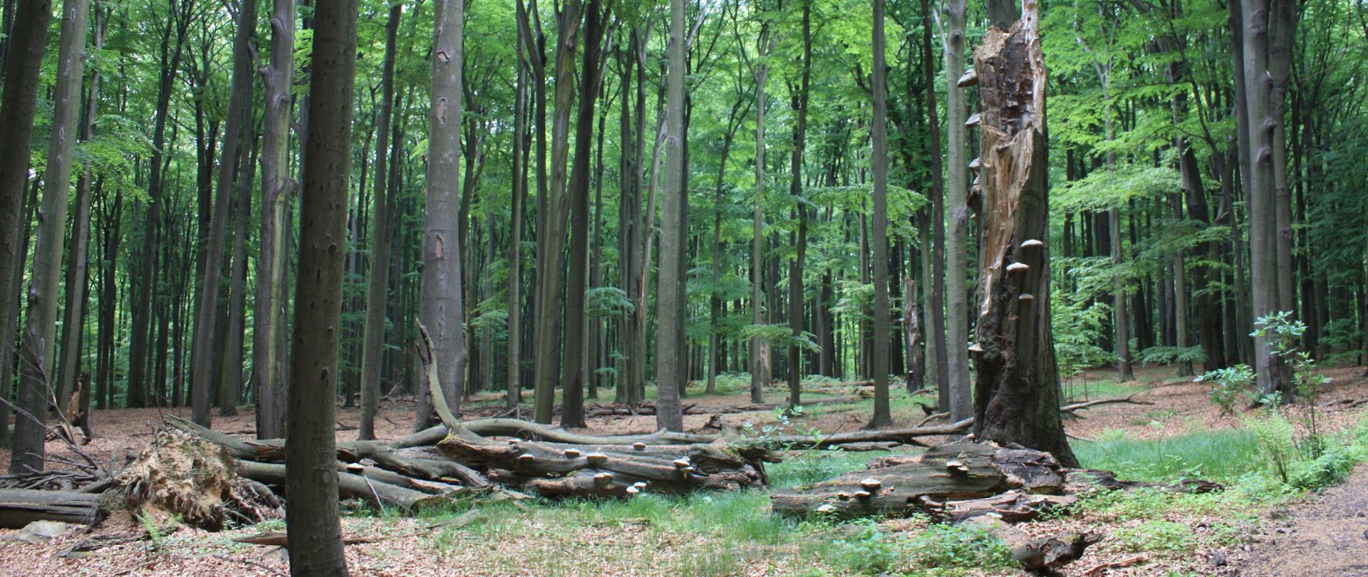 Las bukowy w rezerwacie Las Murckowski