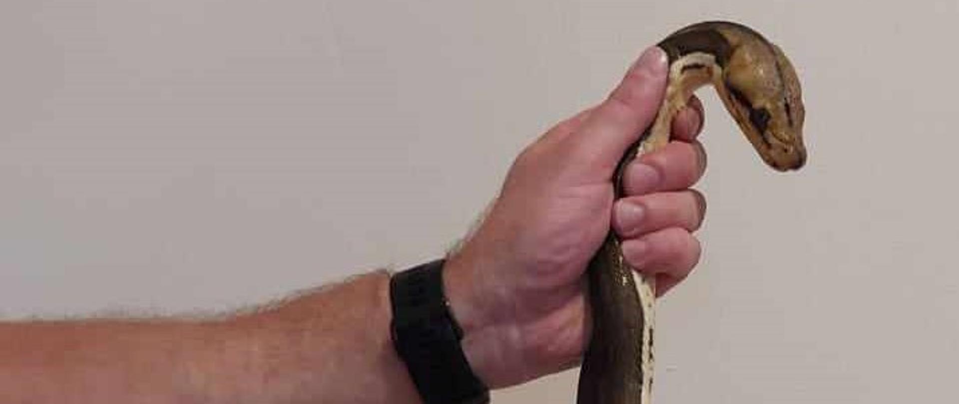 Zdjęcie przedstawia węża dwumetrowa samica Pytona Siatkowego po schwytaniu przez strażaka Komendy Powiatowej Państwowej Straży Pożarnej w Radziejowie.