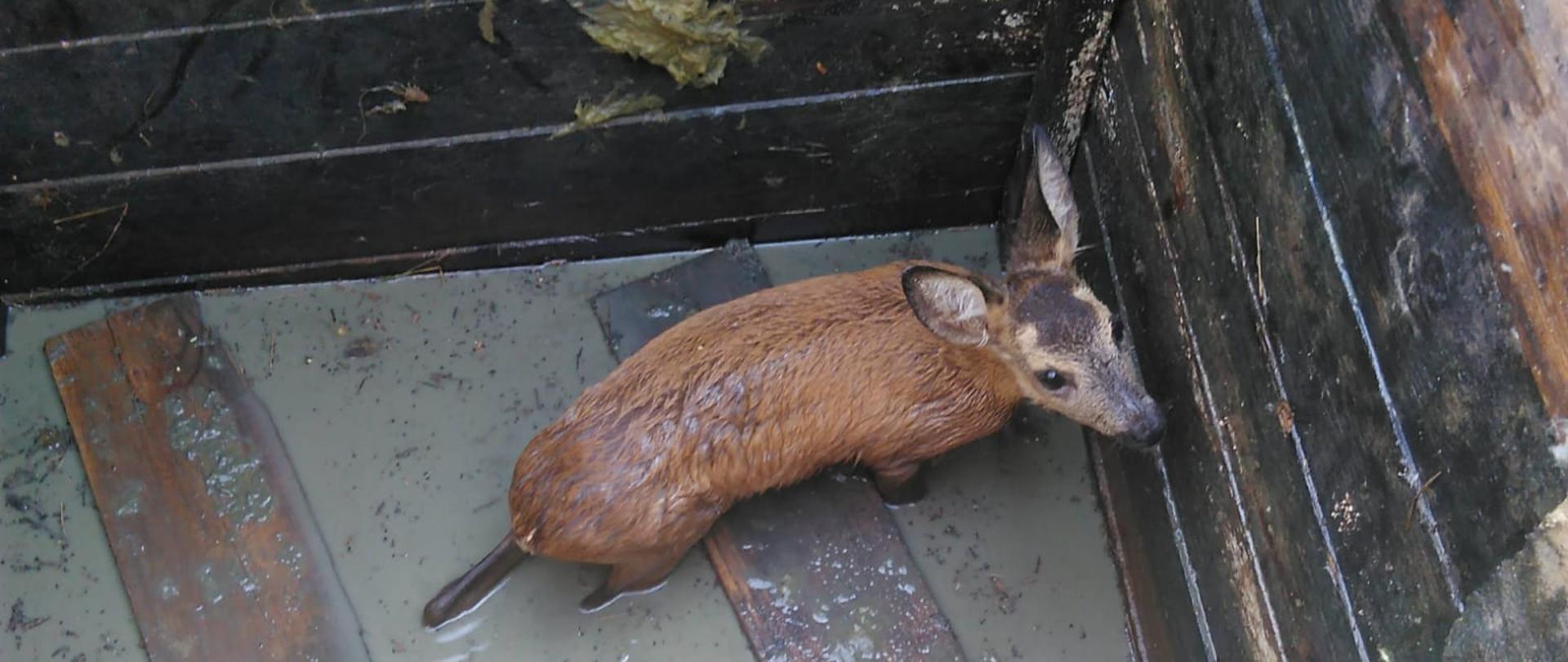 Na zdjęciu młoda sarna w wykopie