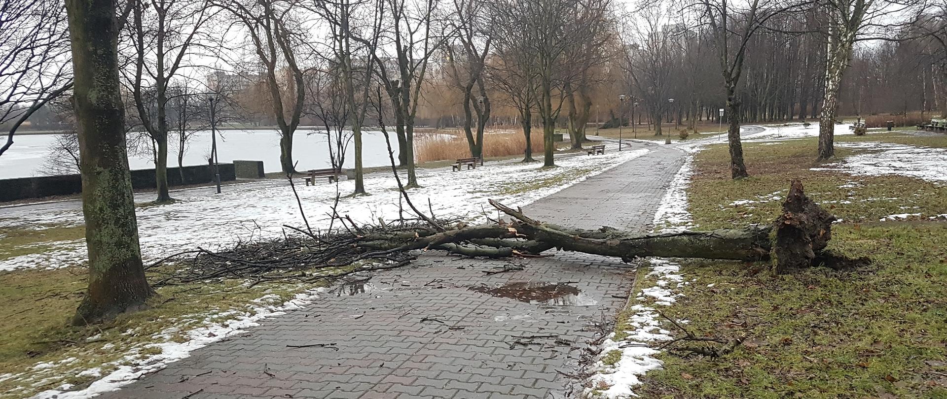 Zdjęcie przedstawia drzewo powalone na chodnik.