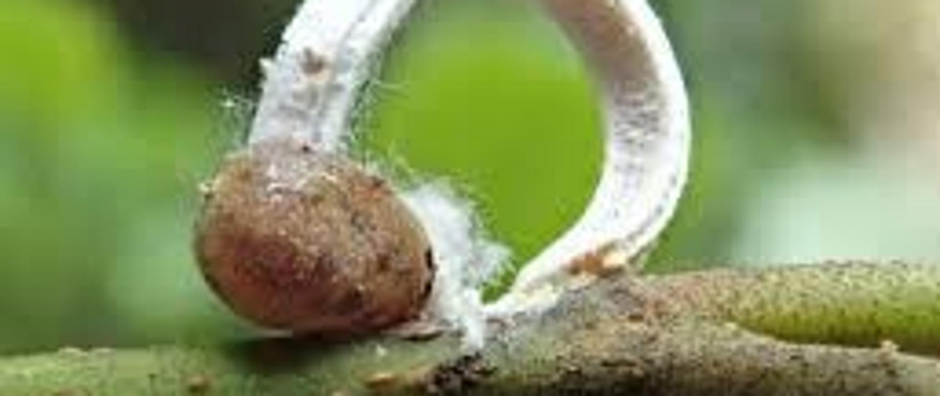 Takahashia__japonica_–_samica_składająca_jaja_do_charakterystycznej_woskowatej_torebki_jajowej