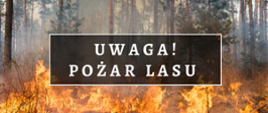 Ponad trzy tysiące pożarów w lasach w 2022 roku