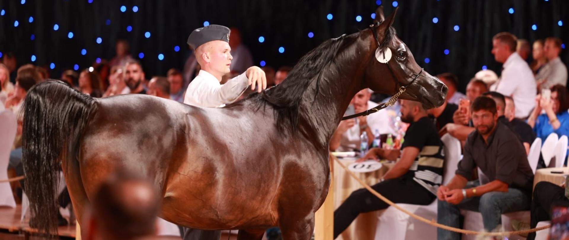Janowskiej hodowli 9-letnia klacz Pila, córka izraelskiego ogiera Abyad AA od klaczy Piba po katarskim Platynowym Czempionie Świata Gazal Al Shaqab, została na 57. Aukcji Pride of Poland sprzedana do Królestwa Belgii za kwotę 160.000 euro. Jej nowym domem została stadnina Budhens Stud (Fot. KOWR).