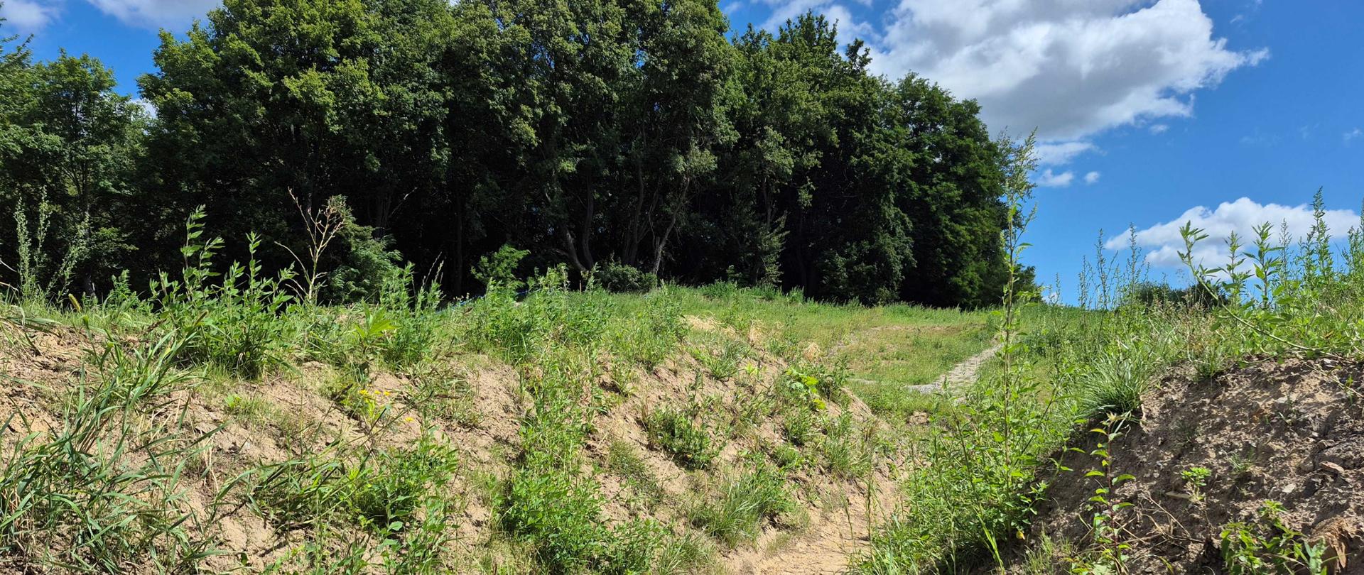 Odtworzone szańce Fortu Tonie, widoczne ścieżki między zrekonstruowanymi wałami, nieopodal las