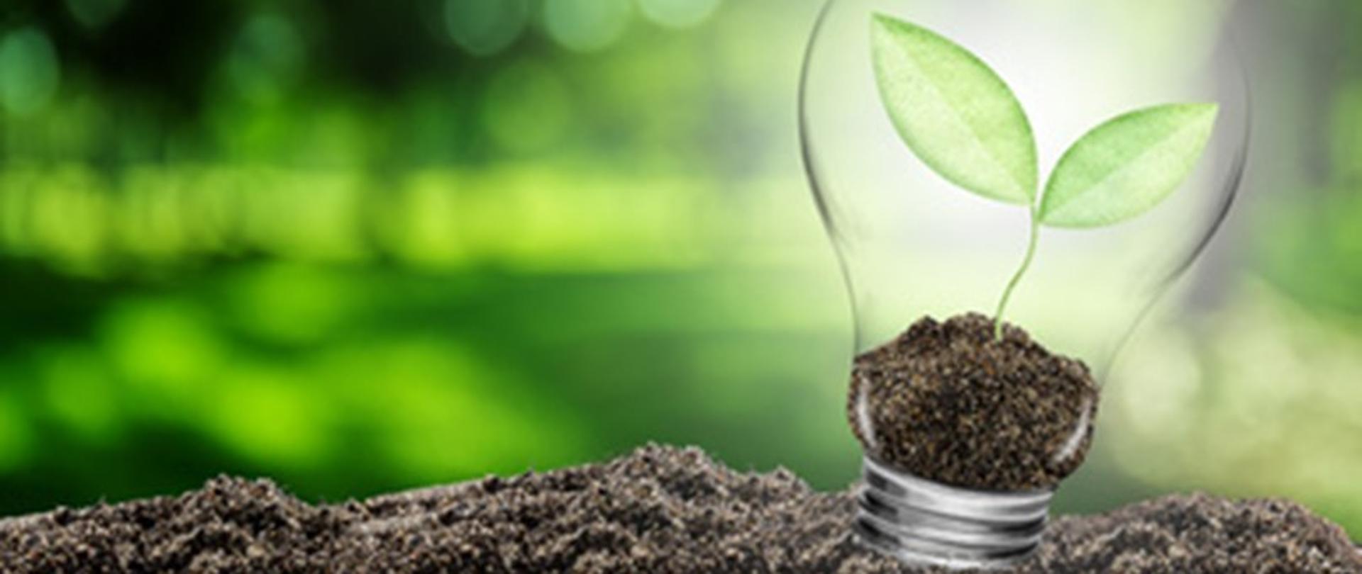 grafika ilustracyjna