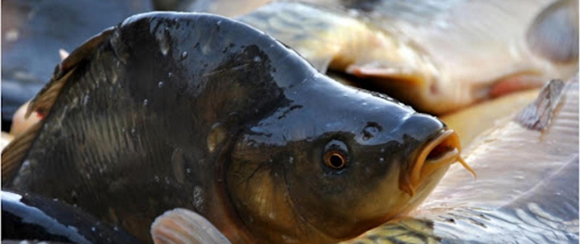 Na fotografii przedstawiono karpia 