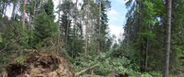 uszkodzenia w rezerwacie przyrody Bliżyńskie Lasy Naturalne
