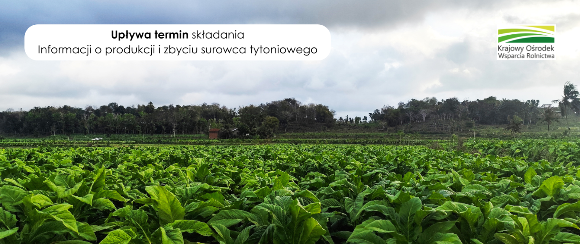 Krajowy Ośrodek Wsparcia Rolnictwa informuje, że 15 maja 2026 r. upływa termin składania Informacji o produkcji i zbyciu surowca tytoniowego za rok sprawozdawczy 2025/2026.