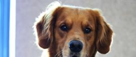 Portret psa ratowniczego rasy golden retriever siedzącego we wnętrzu budynku. Pies patrzy w kierunku obiektywu, a w tle widoczne jest rozproszone światło wpadające przez okno.