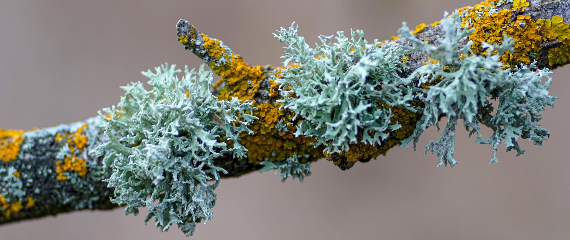 Na zdjęciu widać fragment gałęzi porośniętej porostami. jeden ma rozgałęzioną, krzewiasta strukturę przypominającą małe, kędzierzawe pęki. Jego kolor jest jasnoszary. Drugi tworzy jaśniejsze, pomarańczowo-żółte plamy na powierzchni kory. Ma on bardziej przylegający, skorupiasty wygląd. Zdjęcie jest zbliżeniem skupiającym uwagę na detalach struktury porostów. Tło jest rozmyte i ma jednolity jasnobrązowo-beżowy kolor.