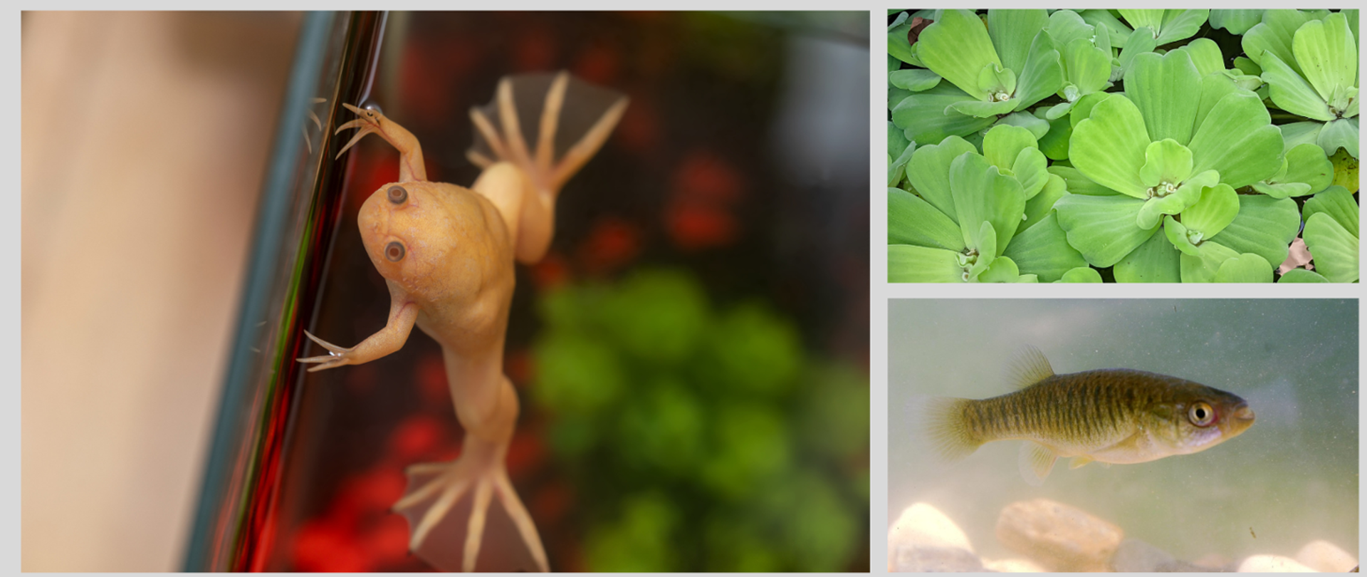 Kolaż trzech zdjęć - ryba, roślina i płaz