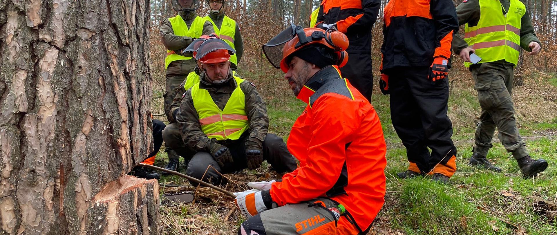 Las. Ubrani w strój pilarza uczestnicy szkolenia ze „ścinki drzew”. Pokaz wykonywania rzazów. 