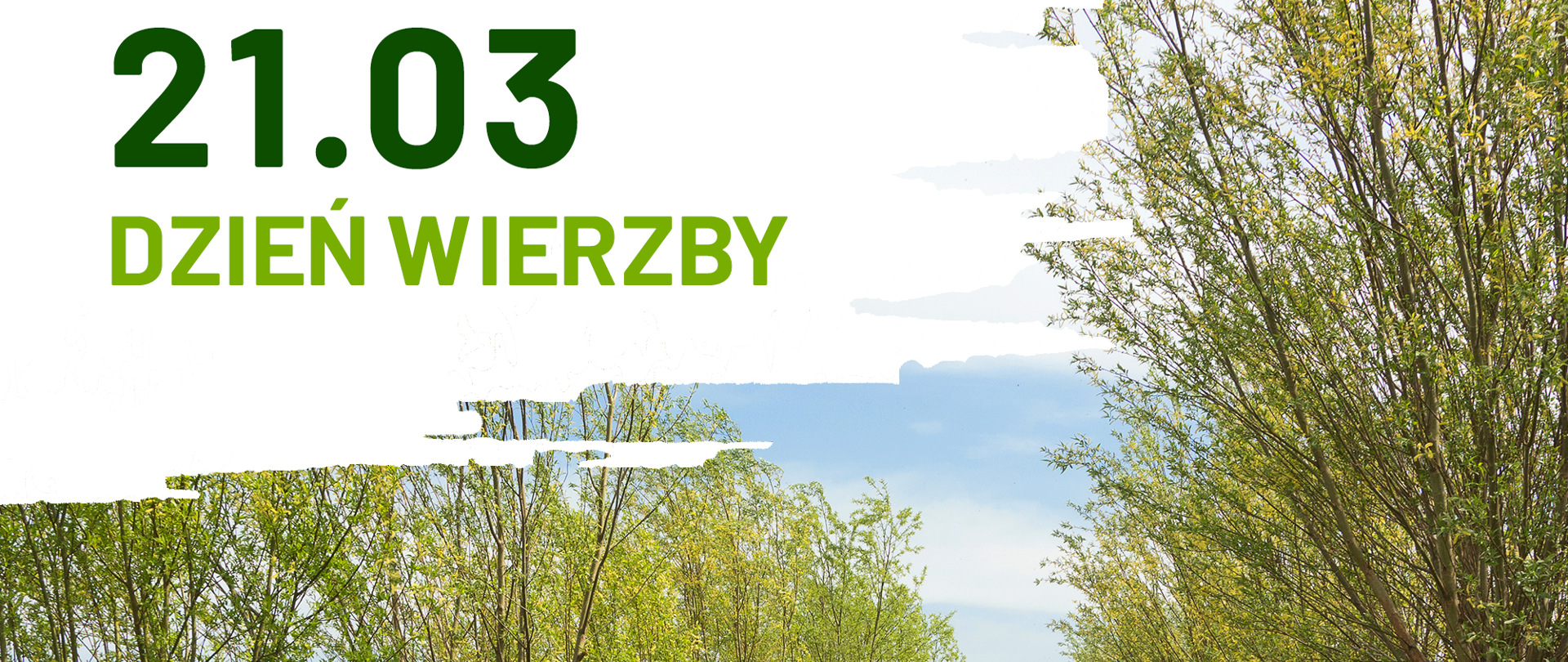 5_Dzień_wierzby
