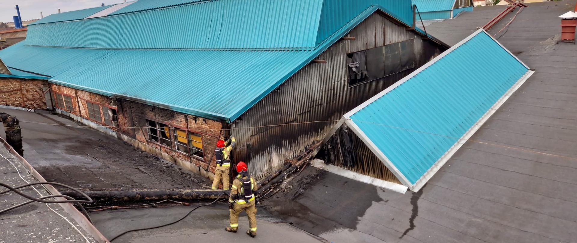 Strażacy w ubraniach specjalnych prowadzą prace rozbiórkowe na dachu. Stoją na pokrytym papą dachu i odrywają spalone elementy konstrukcyjne dachy budynku. W tle zabudowania miejskie.