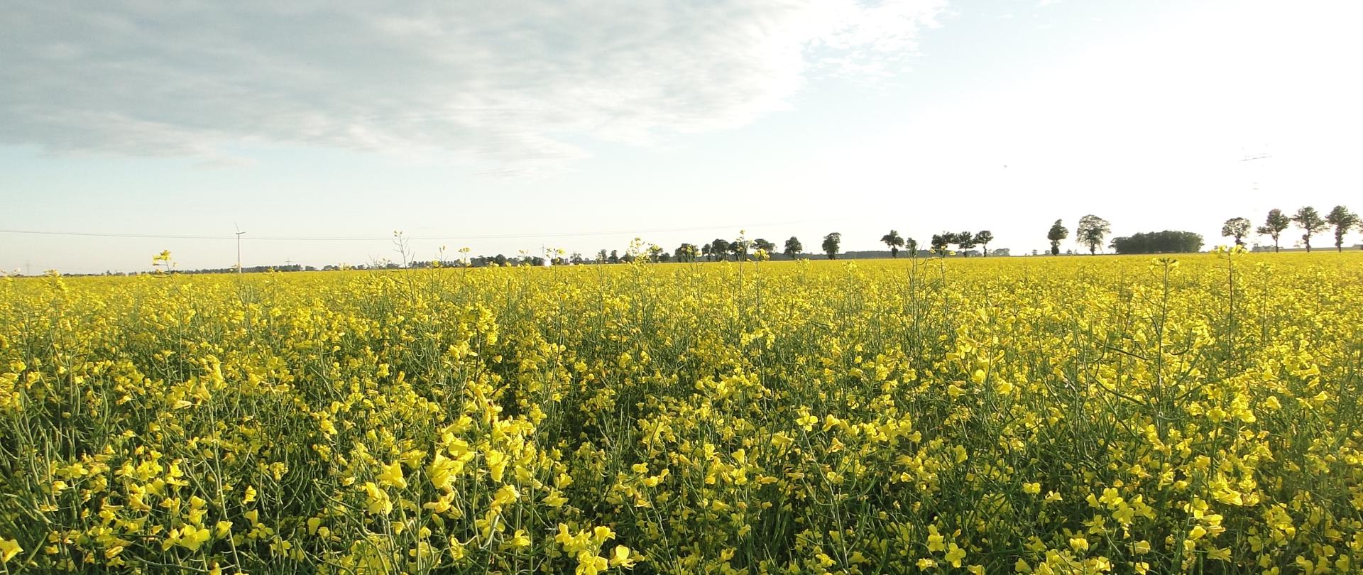 Pole rzepaku