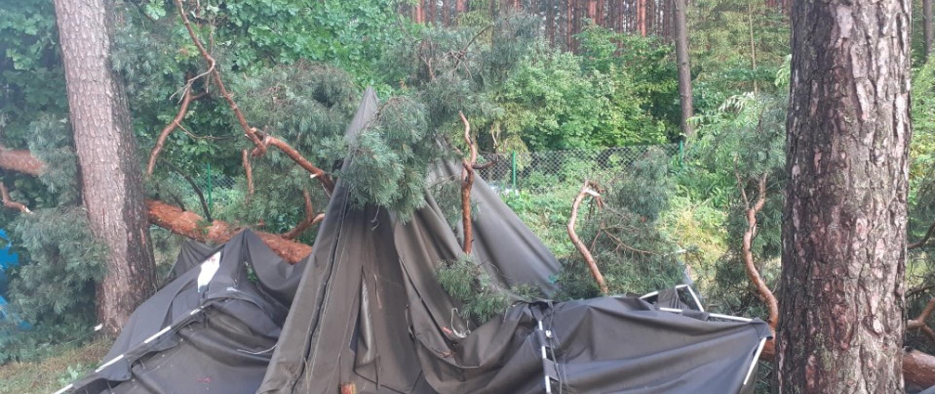 Ewakuacja obozu harcerskiego w Gaju drzewo spadło na namiot