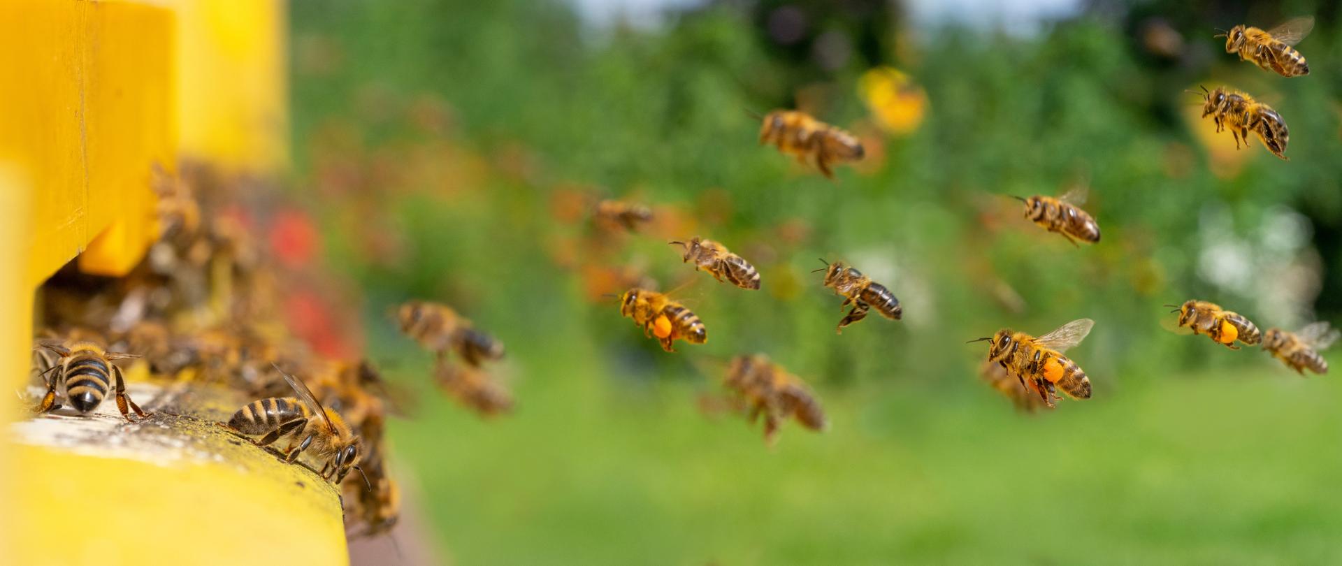 Interwencje_pszczelarskie