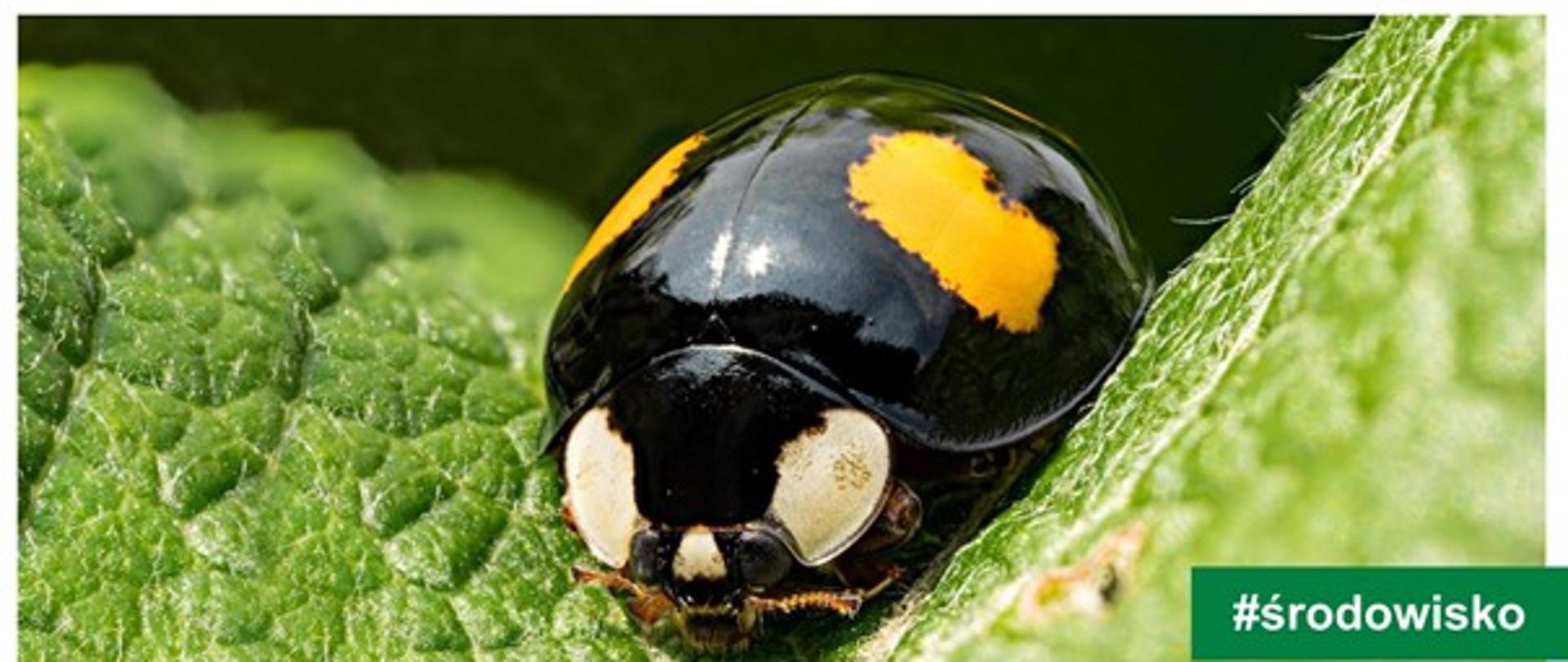 grafika z biedronką z napisem #środowisko